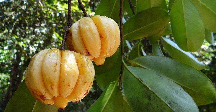 Garcinia Cambogia rendere più attivo il nostro metabolismo